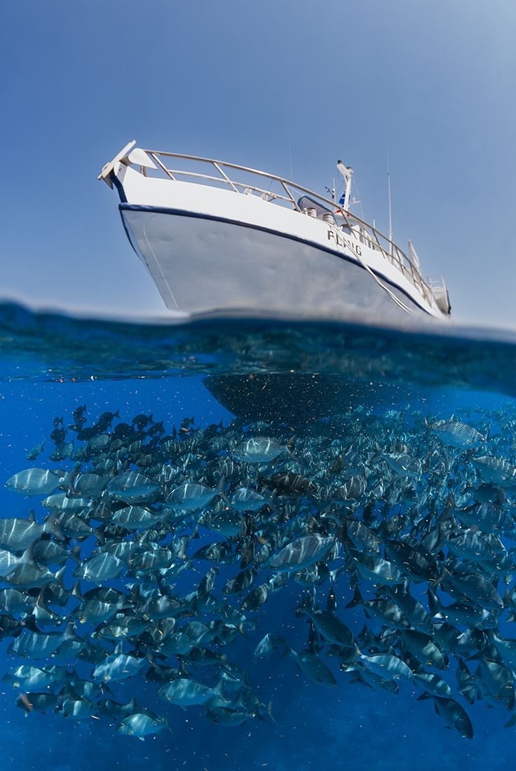 M/V Fling on the Texas Flower Garden Banks.