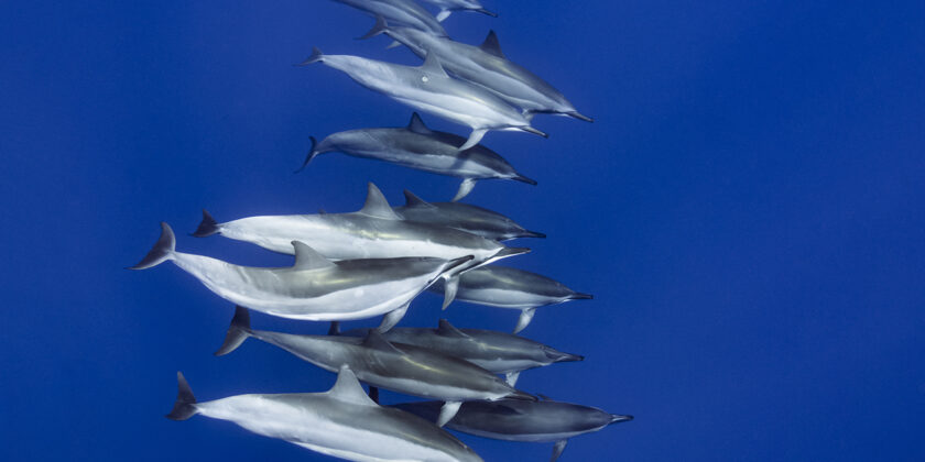 Pod of spinner dolphins at Garden Eel Cove off Hawaii's Kona Coast.