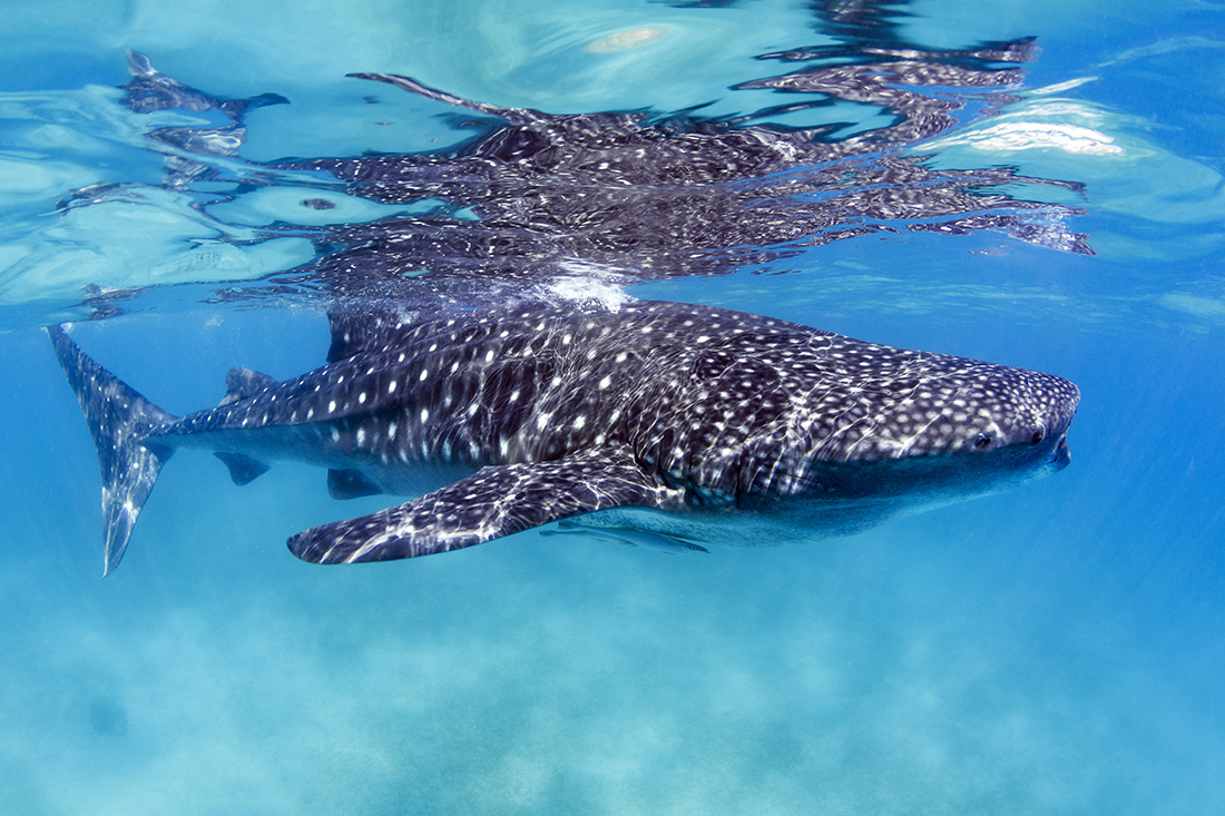 Whale shark encounters in Oslob on the southern coast of the island of Cebu in the Philippines.