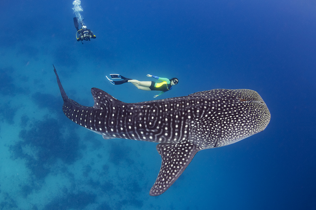 A free diver swims along side one of the ocean’s largest species shark without fear of being attacked or even threatened for whale sharks in spite of titanic size are also some of the most benign creatures in the sea.