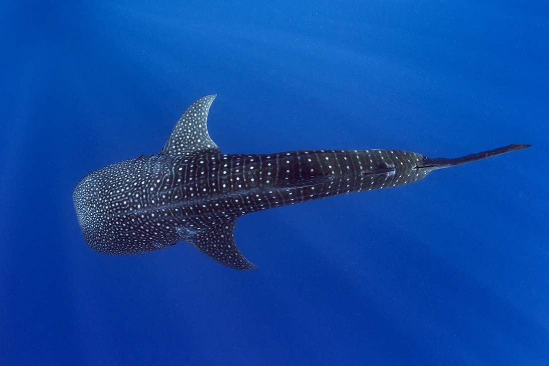 A medium size whale shark between 20 and 30 feet descends into the depths in the open sea. 