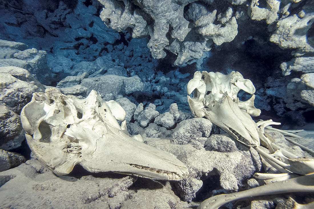 The bones of two short-finned pilot whales (Globicephala macrorhynchus) inside the uppermost portion of the cave.