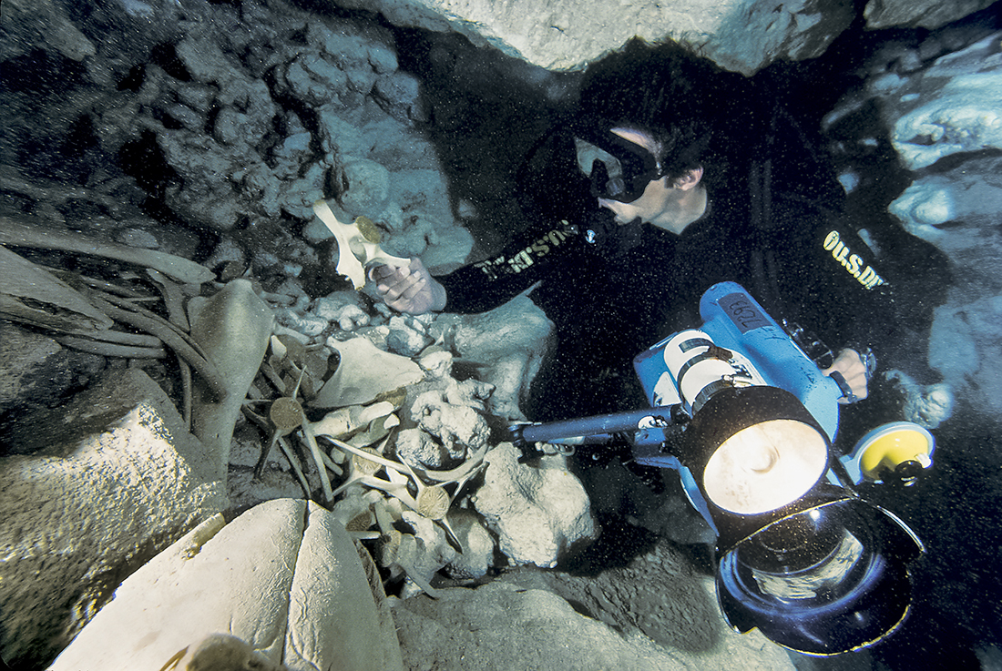 John McKenney examining the bones of two short-finned pilot whales (Globicephala macrorhynchus) that died inside this cave.