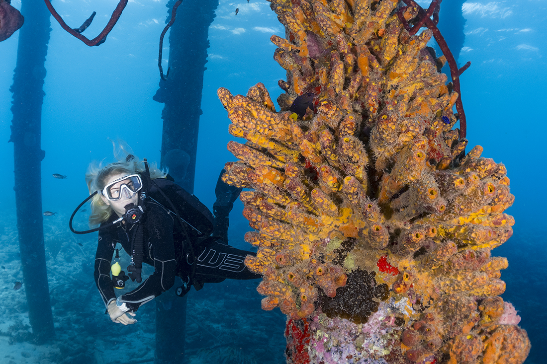 The general edict for underwater modeling says a diver/model should try to be straight and streamline, keeping their legs straight, toes pointed and arms by their side, even adding a little bit of arch in their back.  But don’t overdo it, have them loosen up; you do not want your buddy/model to look as stiff as a plank of wood. 