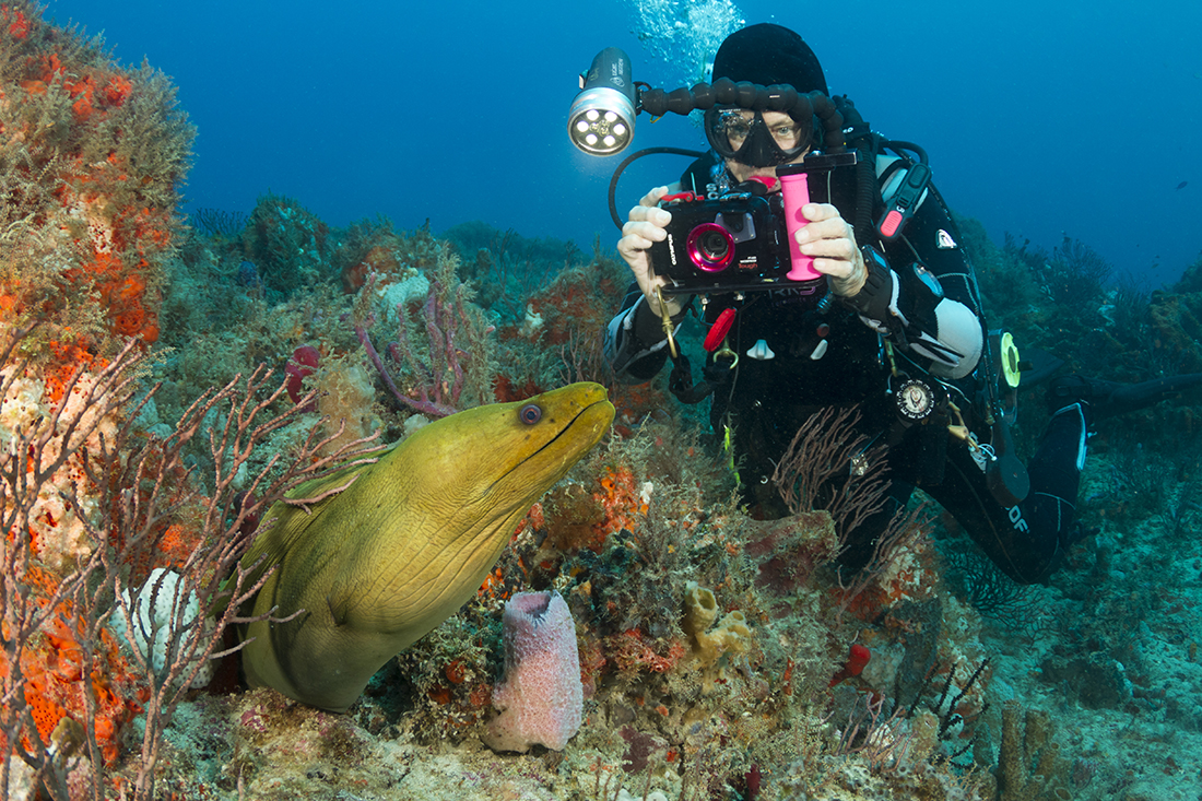 Diver with Green Moray – When you come across a great moment like this scenario of a diver coming up on very large green moray, clear communication is imperative. Get your signals crossed and it could result in a complete disconnect between your buddy and the subject, leaving your buddy looking like a deer in the headlights.