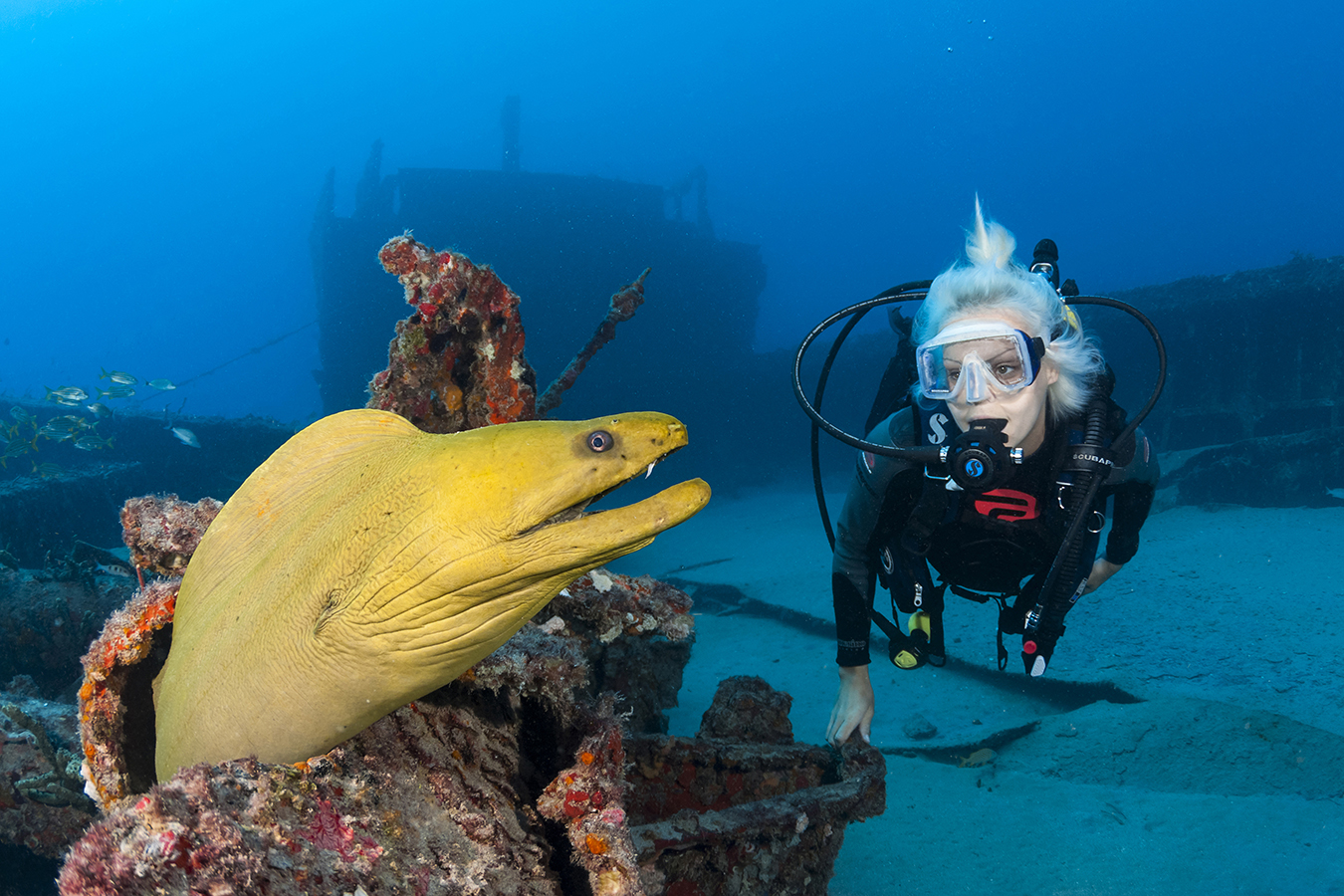 - Diver with Green Moray – When you come across a great moment like this scenario of a diver coming up on very large green moray, clear communication is imperative. Get your signals crossed and it could result in a complete disconnect between your buddy and the subject, leaving your buddy looking like a deer in the headlights.