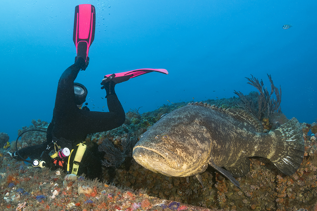 Epic Fail? Sometimes we try to capture a spur of the moment and at the same time have the diver/model in a more flattering position. In this case, the shot looks like an epic failure with the diver completely missing the Goliath grouper. And the grouper has a very puzzled look on his face! 