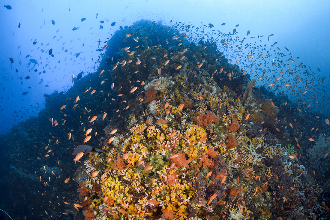 Looking up the face of the reef at a depth 60 feet on the corner of  Three Crosses at Pantar Island, Alor.