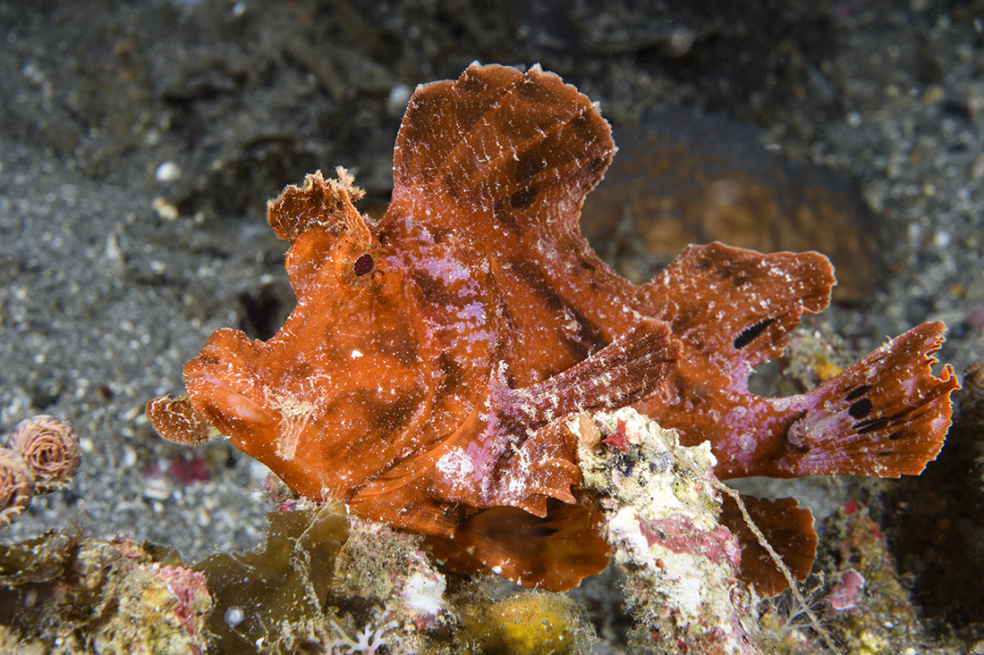 Orange Paddle-flap Rhinopias (Rhinopias eschmeyeri). Due to their rarity, Rhinopias Scorpionfish are considered one of the biggest “Holy Grails” of macro subjects in the Indo-Pacific. 