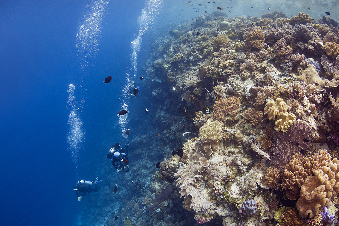 Divers exploring the wall at the dive site Spiral Corner serving as a classic example of how many of the reefs in Wakatobi start from a shallow plateau before taking a sudden step into the depths.