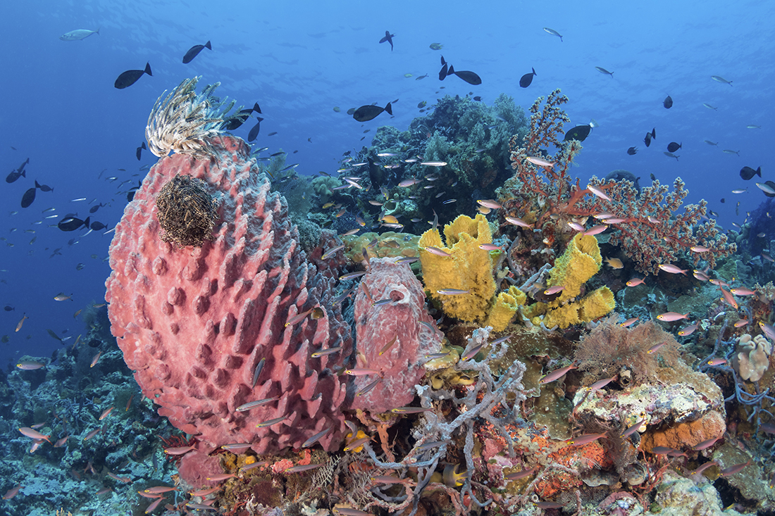 The colorful mix of corals and sponges are just the beginning of Wakatobi's reefs in Indonesia.