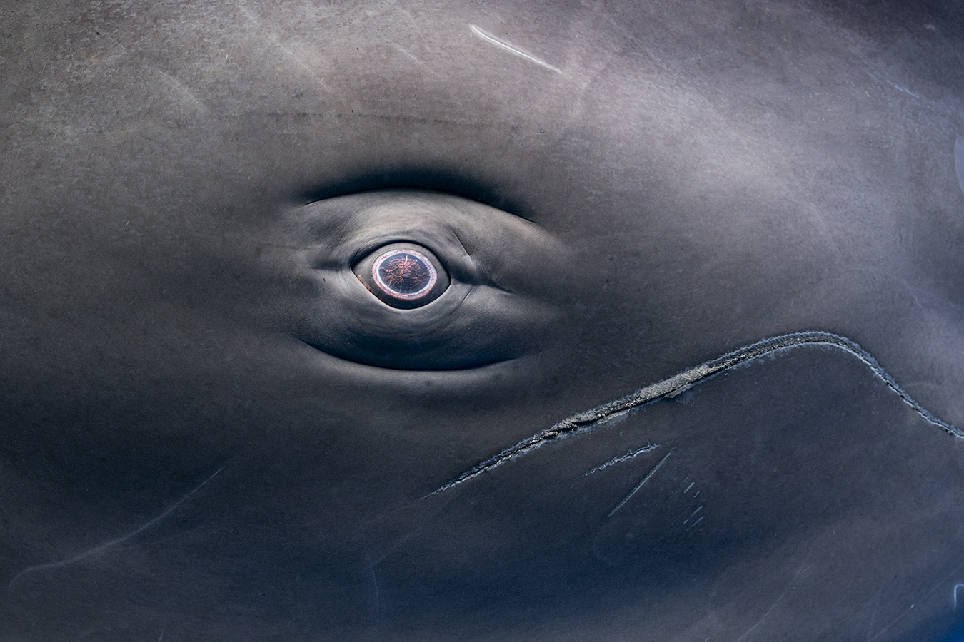 A shot of this sperm whale’s eye (the whale measured roughly 35 feet in length, with the eye itself not much larger than golf ball) required the placement of my camera to be somewhere between 10 and 12 inches away.