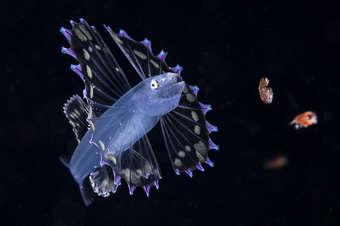 Larval Tripod Fish encountered during a backwater dive off Palm Beach Florida.