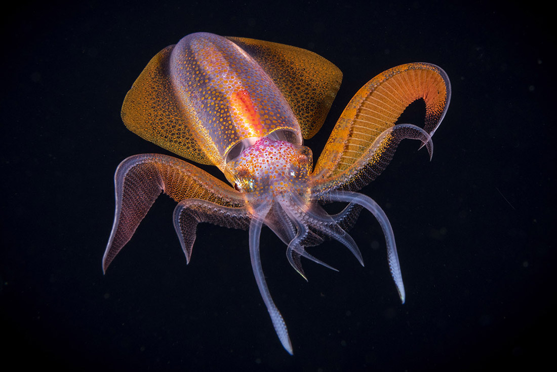 The diamond squid (Thysanoteuthis rhombus), also known as the diamondback squid, or rhomboid squid is a large species of squid from the family Thysanoteuthidae which is found worldwide, throughout tropical and subtropical waters. T. rhombus is given its name for the appearance of the fins that run the length of the mantle.