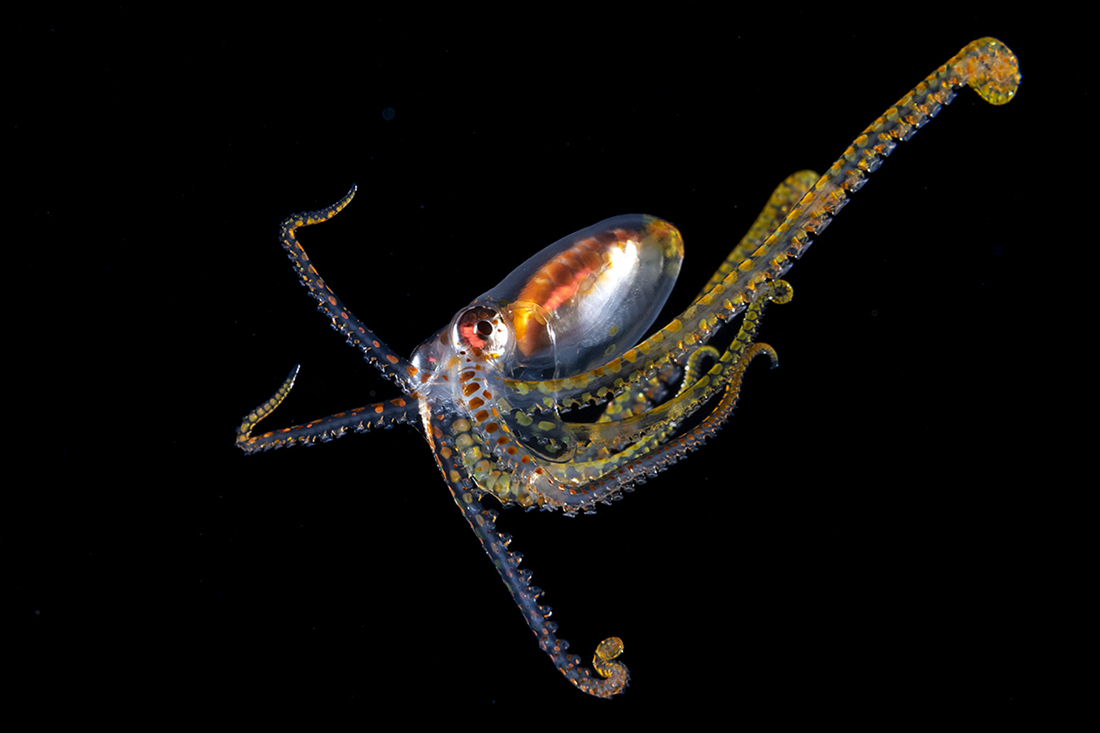 Atlantic longarm octopus (Macrotritopus defilippi)