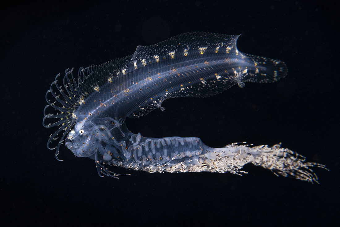 During their larval stage of development cusk-eels like this one can quite elaborate and strange looking making for a grand highlight to any blackwater dive.