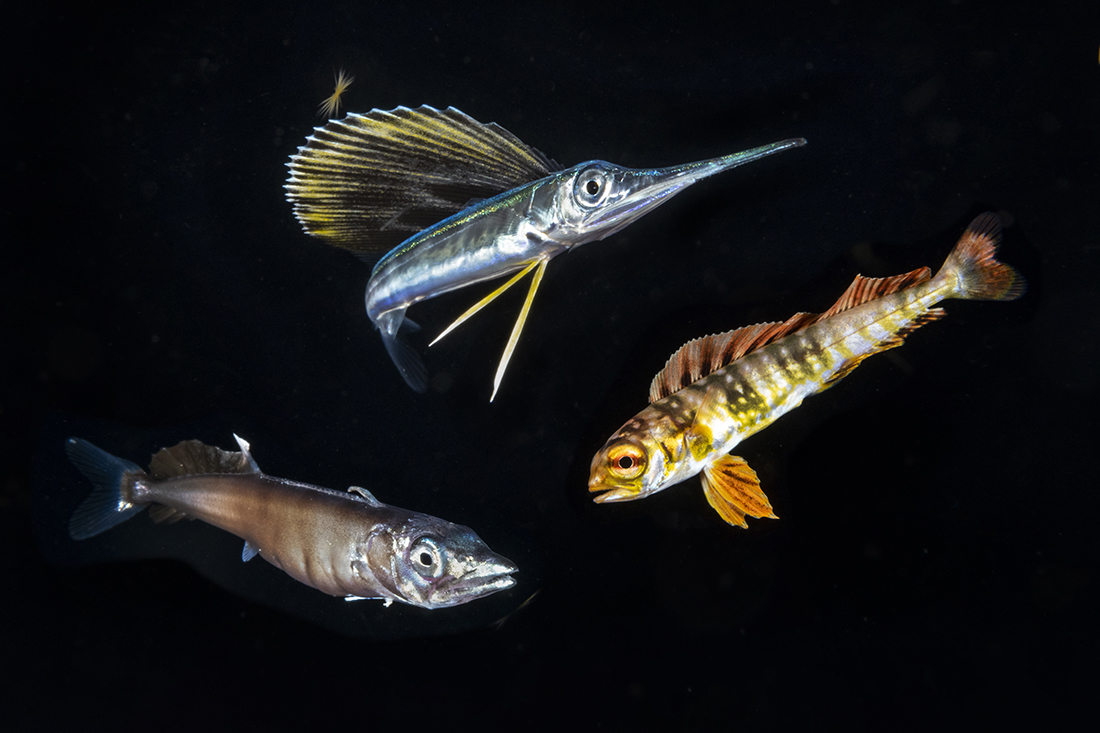 A composite image showing a juvenile wahoo (lower left) Juvenile 3-inch sailfish (top) and a juvenile mahi-mahi (lower right) are among the types of open ocean fish you are likely to see during a blackwater dive off of Florida’s southeast coast.