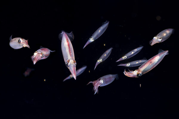 A nighttime encounter with a shoal of pelagic squid six miles offshore of Florida’s Palm Beach coast.