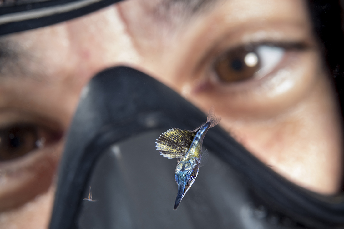 A diver looking at a 1-inch long larval Atlantic sailfish (Istiophorus albicans) is a species of marine fish related to the marlin in the family Istiophoridae, order Perciformes found in the Atlantic Ocean and Caribbean Sea where it resides depths between the surface to 200 m (656 ft) down.