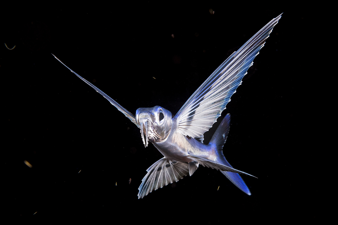 Near adult size flying fish (Cheilopogon furcatus) photographed during a Blackwater dive.