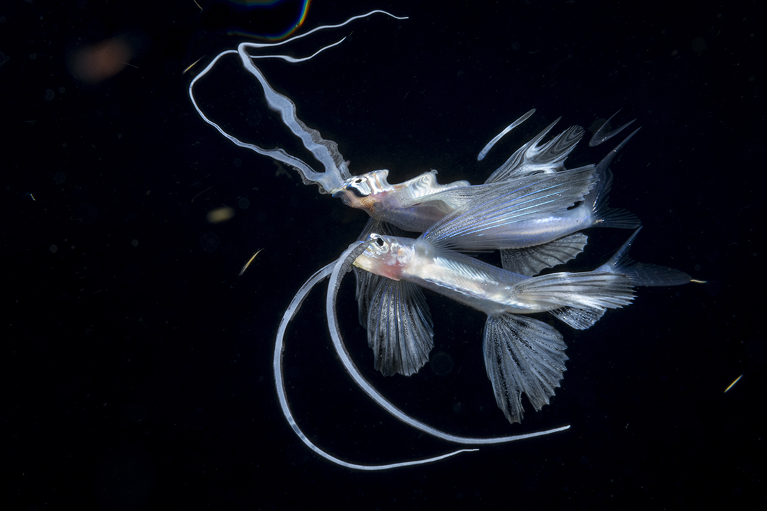 According to Wikipedia, there are about 64 species of flying fish grouped between seven to nine different genera. Due the extremely long barbels this species is displaying, it has been given the name Fu Manchu flying fish.