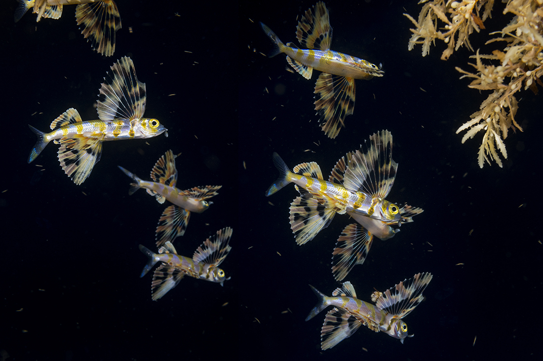 According to Wikipedia, there are about 64 species of flying fish grouped between seven to nine different genera, more than half of them are found in the Atlantic Ocean. Regardless of which one you come across near the surface during a blackwater dive, they can be fantastic subjects to get.