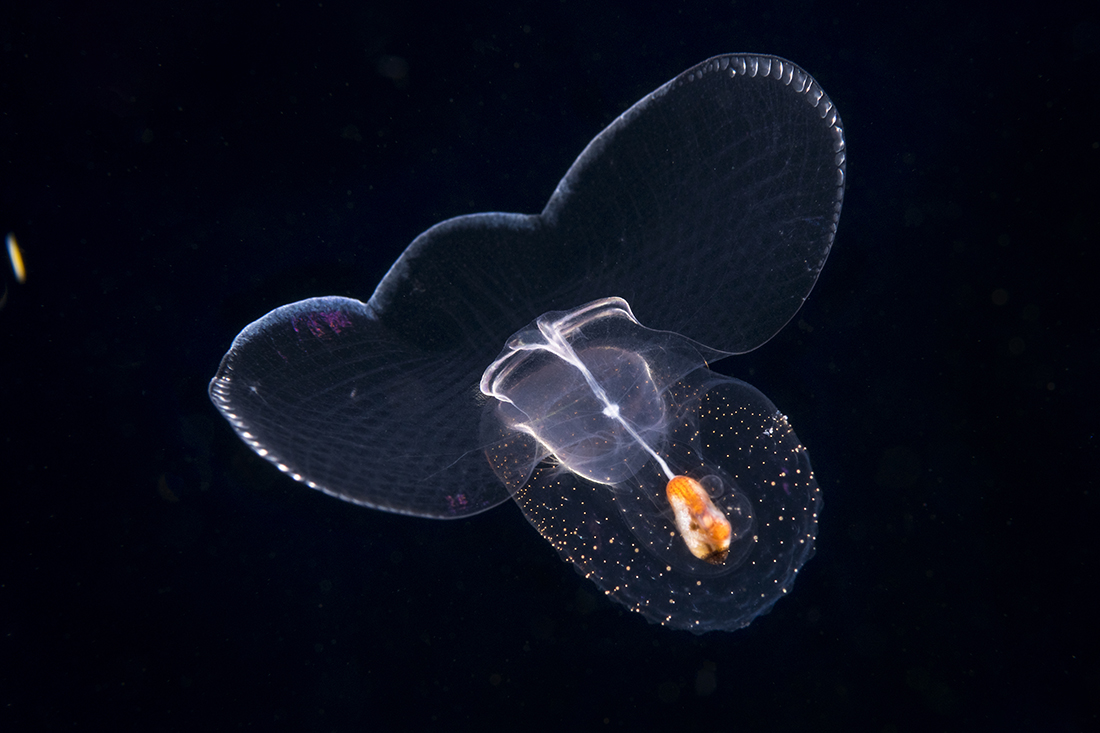 A Thecosomata, commonly called a sea butterfly is actually a taxonomic suborder of small pelagic swimming sea snails.