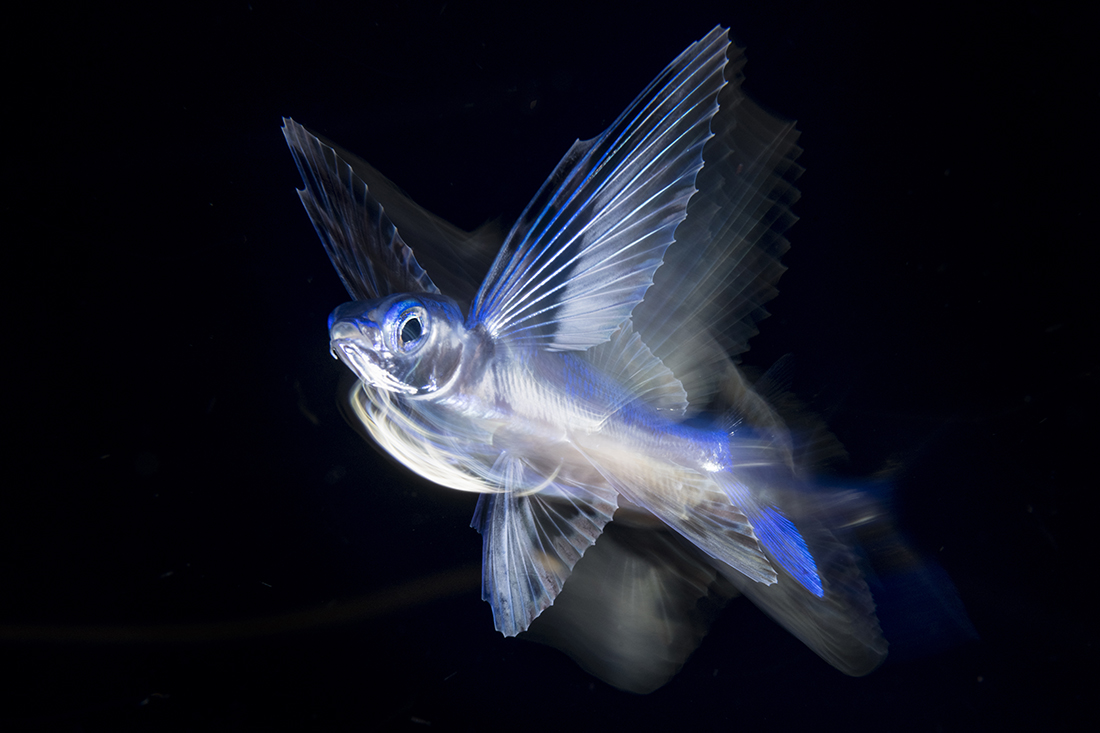 Here is another take on playing with really slow shutter speeds while using the camera set to rear curtain sync with the strobes to capture a sense of motion of a flying fish at night.