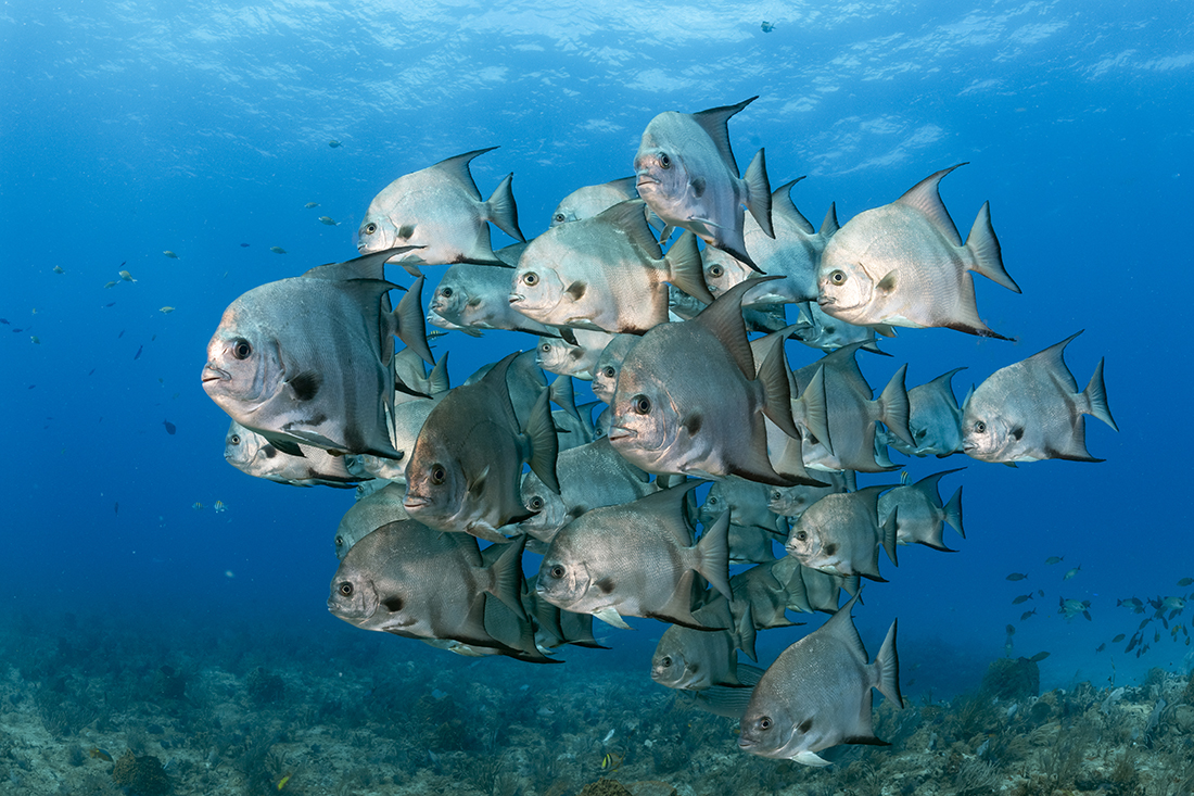 School Atlantic Spadefish  