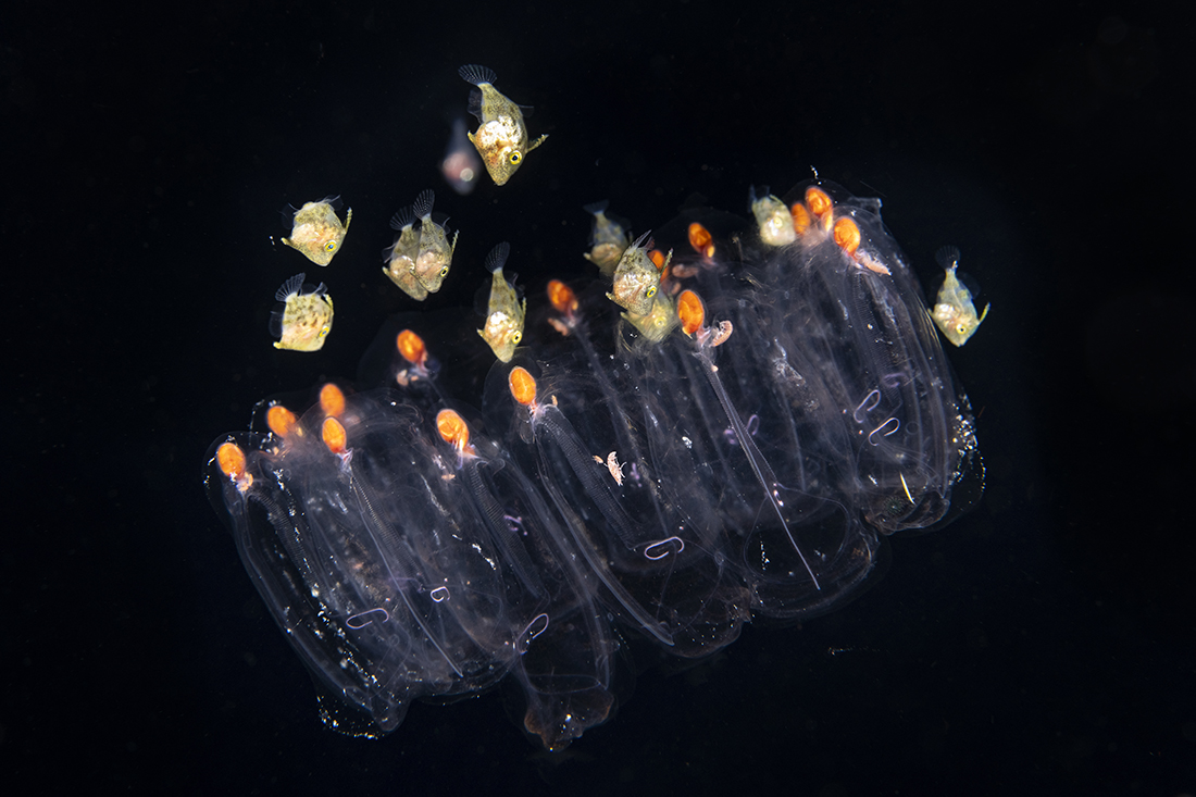 Group of juvenile filefish hanging close to a colonial salp for protection as drifts through the night.