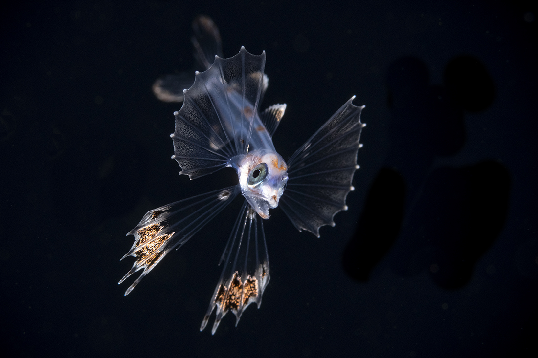 Snaketooth swallower in the Chiasmodontidae family of deep-sea percomorph fishes, part of the order Trachiniformes, known from oceans worldwide.