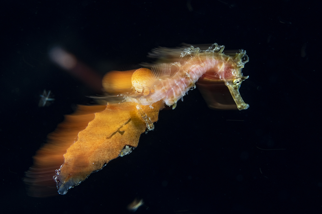 The illusion of a seahorse burning past.