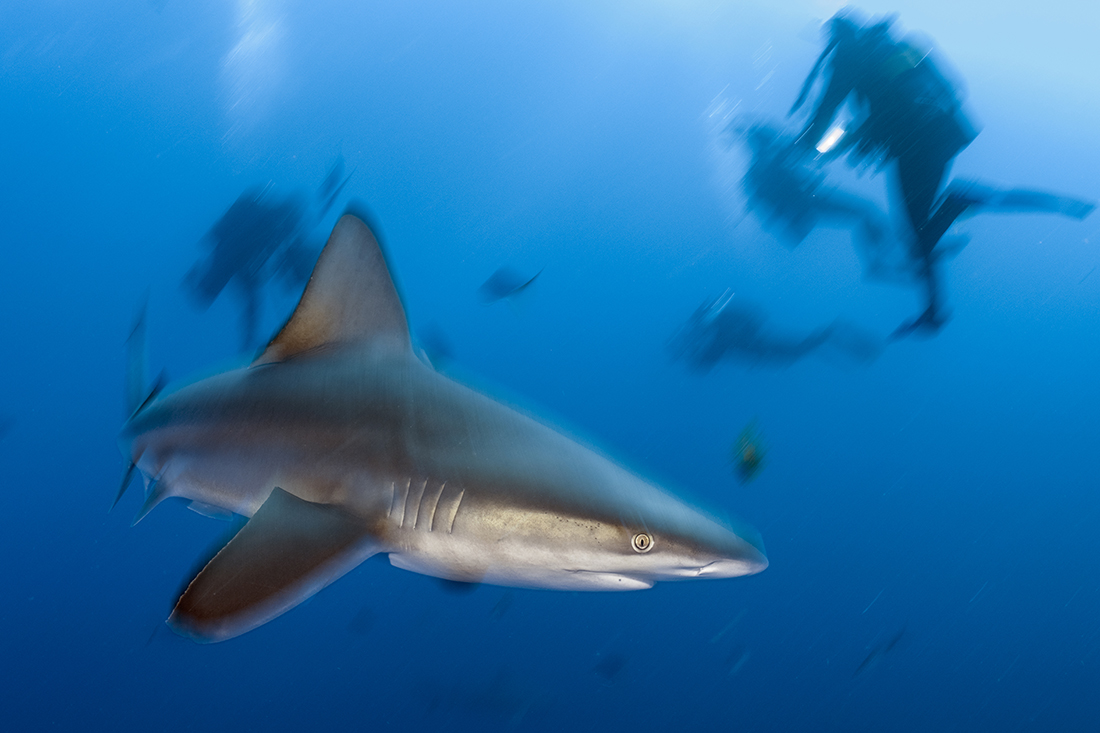 Sandbar Shark using Rear Curtain Sync.