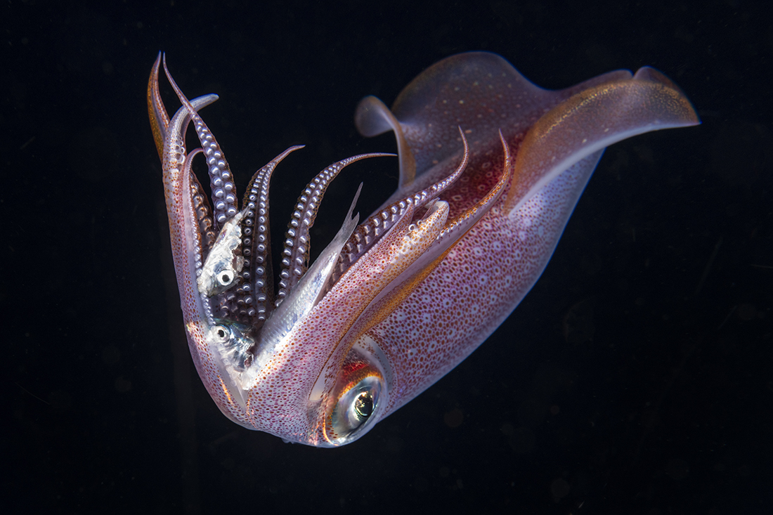 Two-fisted eater. Squids are veracious hunters, and this pelagic longfin squid really made a point of it as it eagerly chewed away on not one, but two fish that it had captured at the same time.