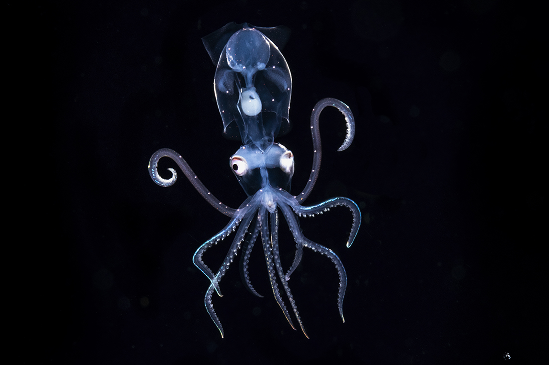 Sharpear Enope Squid (Ancistrocheirus lesueurii) is a deep-water species found in the mesopelagic depths (200–1000 m down) throughout the oceans tropical and subtropical regions. The only species in the genus Ancistrocheirus and family Ancistrocheiridae, enopes grow to a moderate size with a mantle length of 25 cm.