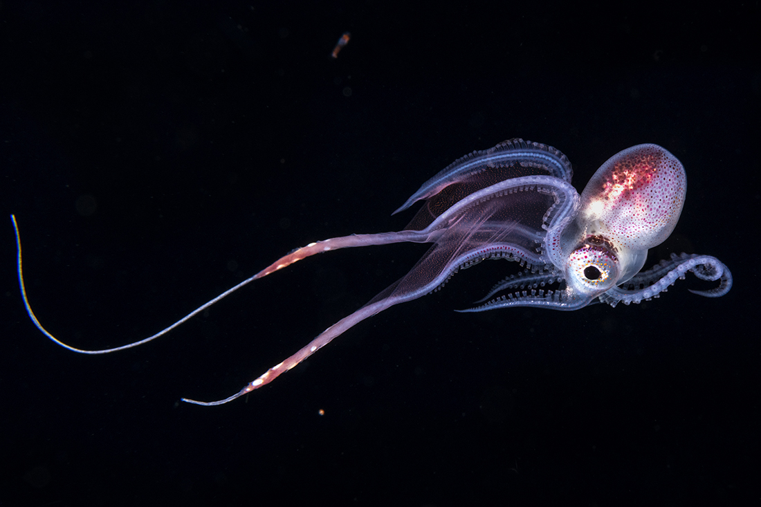 Female Blanket Octopus