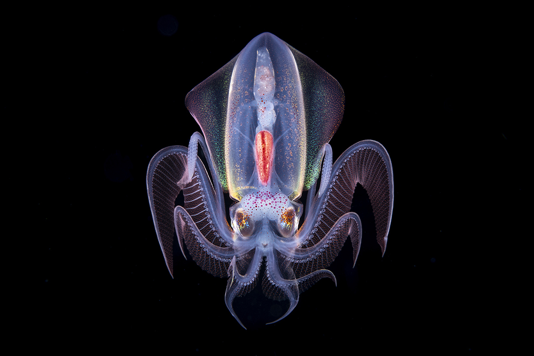 To get this 4-inch-long diamond squid (Thysanoteuthis rhombus) lit up like this require the dual lighting from two reasonably powerful underwater strobes.
Settings: 1/250 sec. at f/22, ISO 400. Lighting provided by two Retra UWT Prime strobes at power, with two Kraken Sport focus lights.
