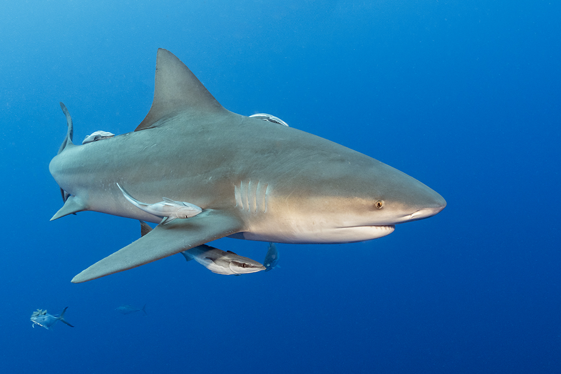 Next to lemon Sharks and Caribbean reef sharks, bull shark (Carcharhinus leucas) are among the more common heavy weights divers will see off Jupiter's coastline.