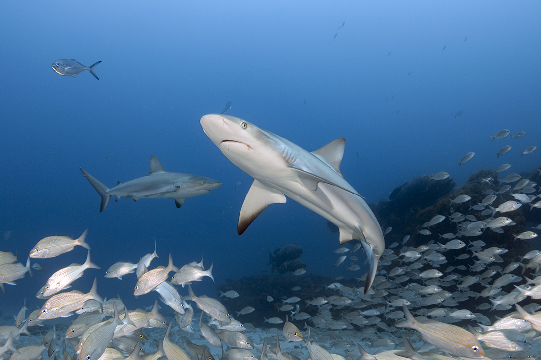 A pair of Caribbean reef sharks (Carcharhinus perezi) cruise the edge of the Juno Ball Ledge off Jupiter, Florida.