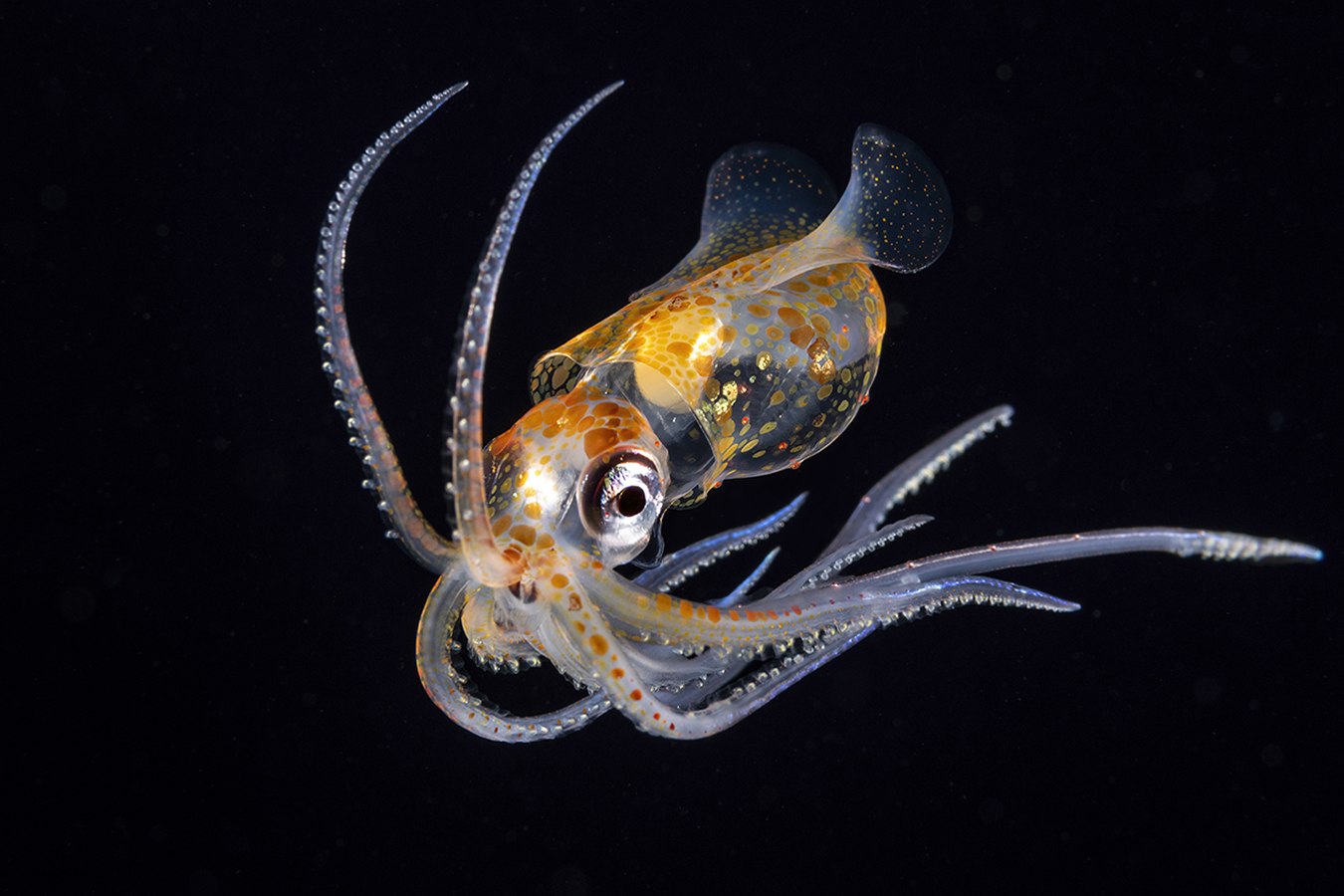 Sharpear enope squid (Ancistrocheirus lesueurii) is a deep-water species found in the mesopelagic depths (200–1000 m down) throughout the oceans tropical and subtropical regions. The only species in the genus Ancistrocheirus and family Ancistrocheiridae, enopes grow to a moderate size with a mantle length of 25 cm.