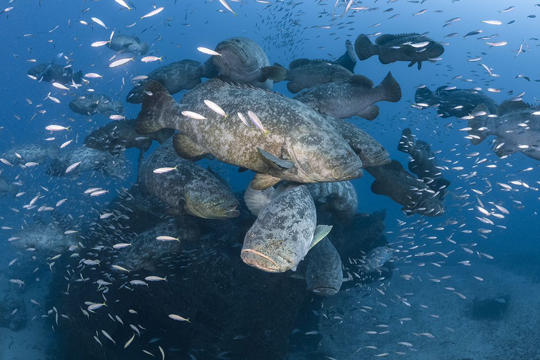 A group of Goliath groupers (Epinephelus itajara) gathered on the wreckage of the Zion Train during their spawning season of August/September.