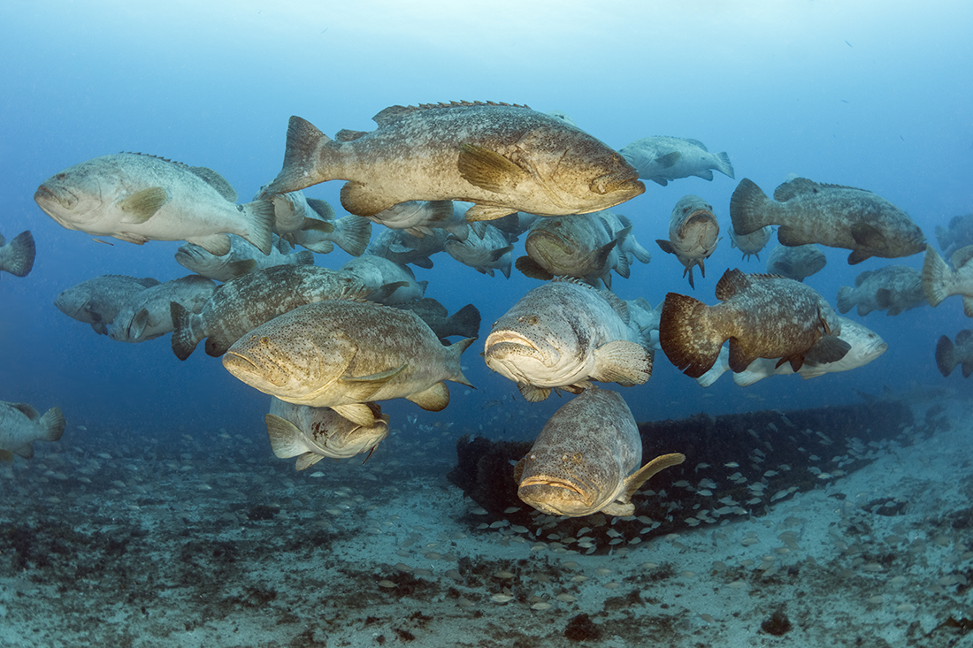 During their spawning season in August/September, Goliath groupers (Epinephelus itajara) will gatherin mass on the Jupiter Wreck Trek turning the popular dive site even more popular. Also keep an eye out for sharks, as this dive site is often visited by lemon, bull and tiger.