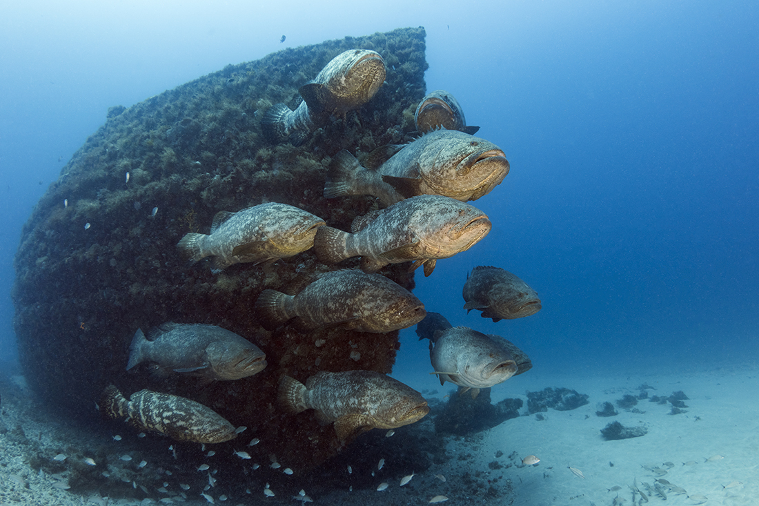 A group of Goliath groupers (Epinephelus itajara) parked in front of the Bonaire’s bow on the Jupiter Wreck Trek.