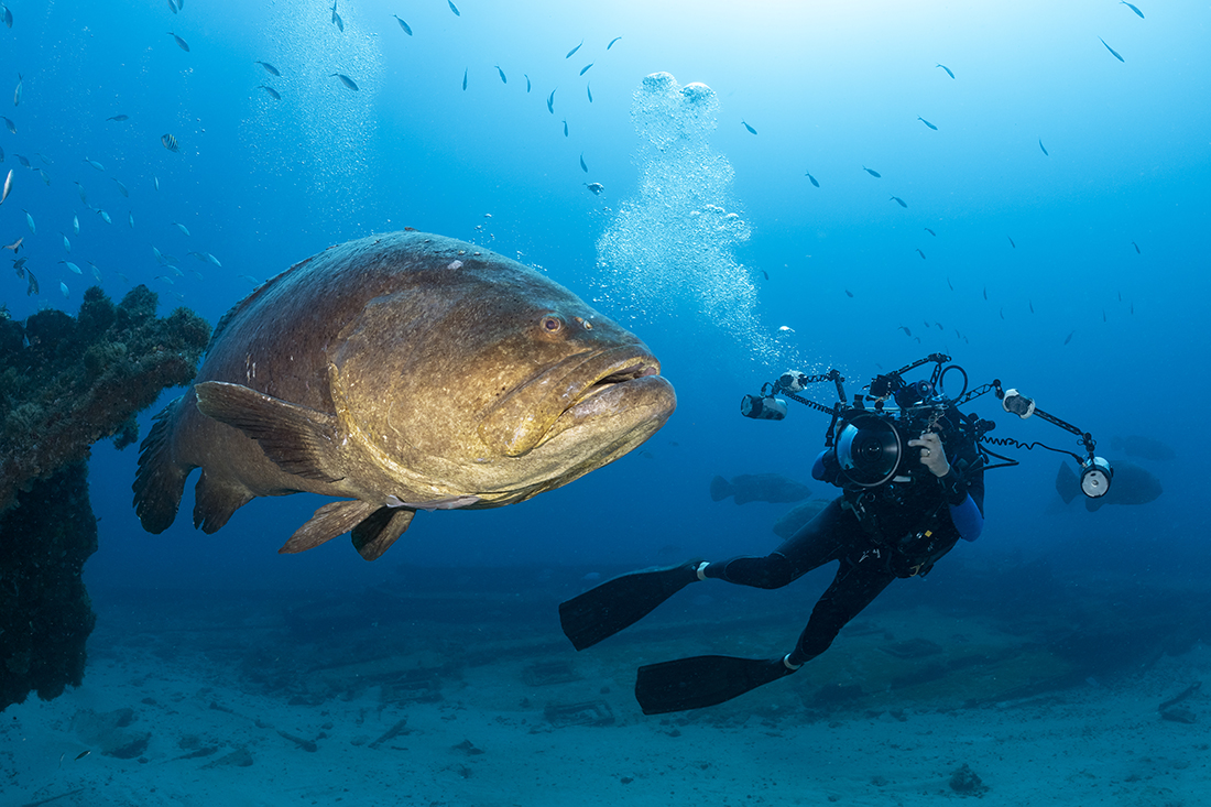 A underwater photographer lines up a shot of a cooperative Goliath grouper (Epinephelus itajara) on the Jupiter Wreck Trek.