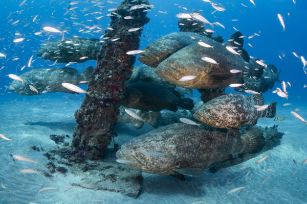 Goliath groupers (Epinephelus itajara)