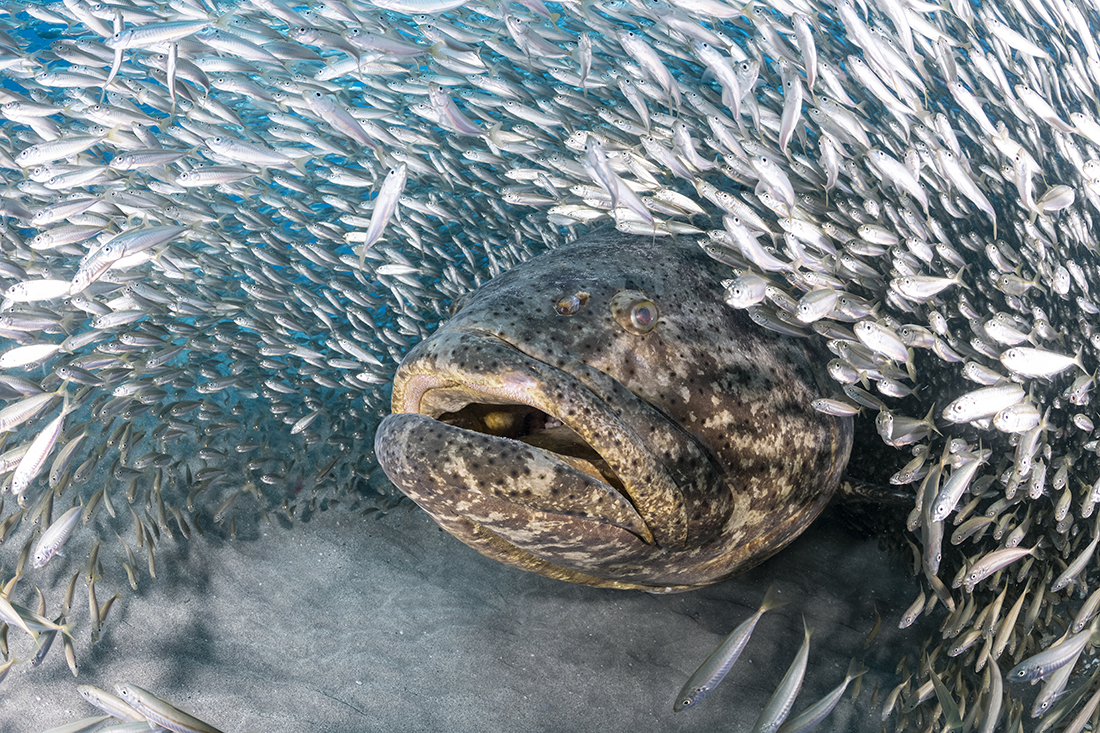 A lone Goliath grouper (Epinephelus itajara) getting swarmed by small baitfish on the MG-111 wreck.