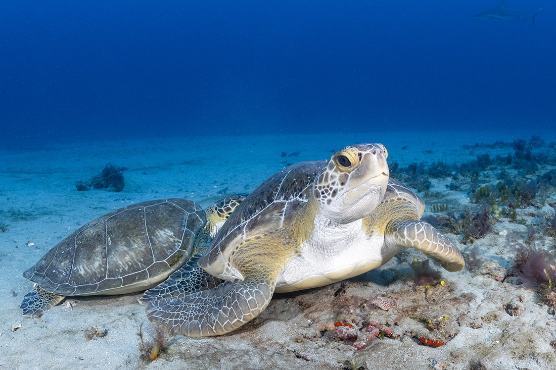 Pair of young green turtles (Chelonia mydas) resting on the bottom.