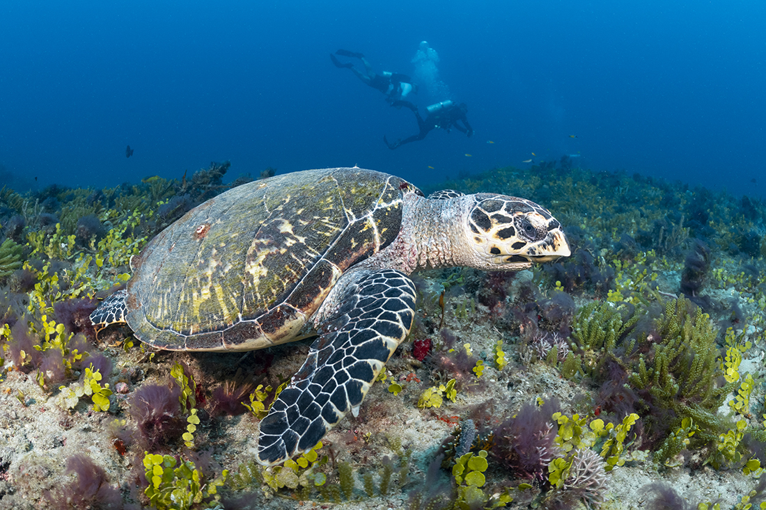 A nice size hawksbill turtle (Eretmochelys imbricata) approximately 3 feet long swims leisurely over the bottom unnoticed by the divers in the background. Perhaps they something bigger.