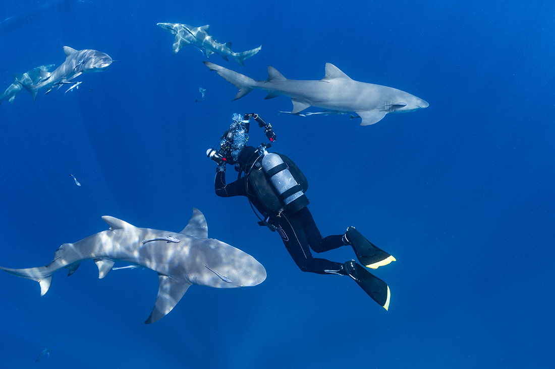 A diver with a group of lemon sharks (Negaprion brevirostris) swimming about him off of Jupiter. I wonder if he got any good pictures.