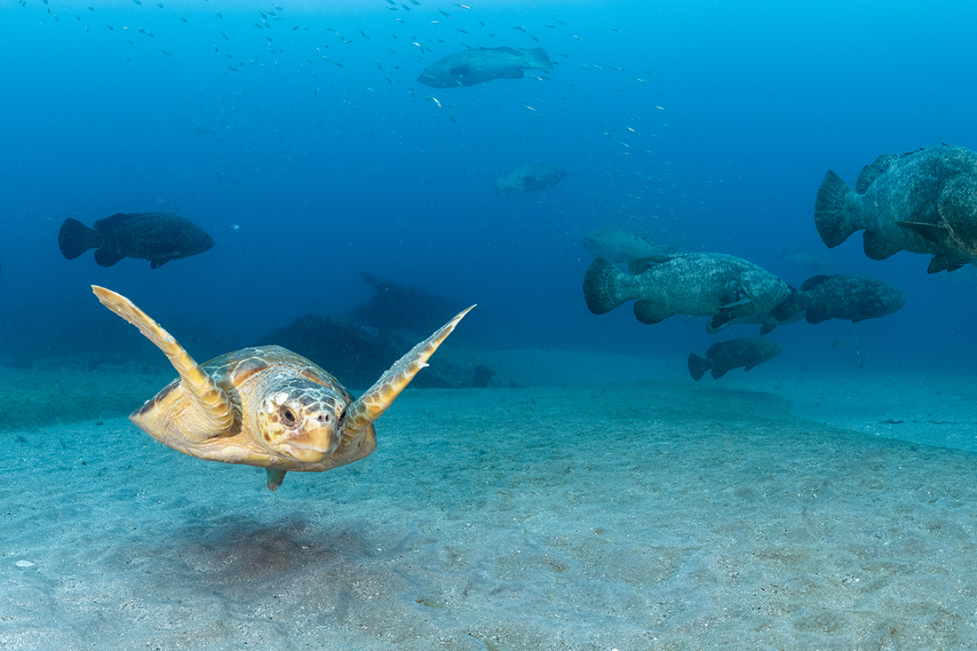 Loggerhead turtle (Caretta caretta) with a few Goliath groupers (Epinephelus itajara) in the background on the MG-111 wreck in Jupiter.